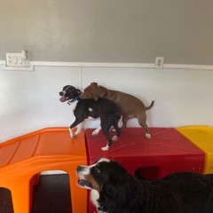 Cocoa + Nellie
