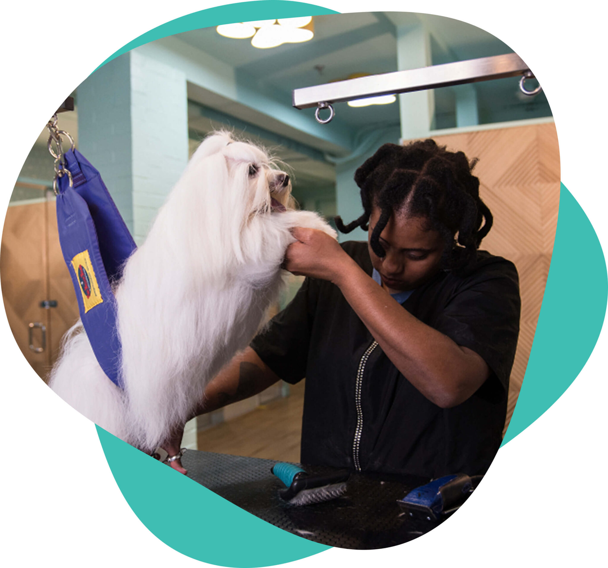 Happy Paws LLC