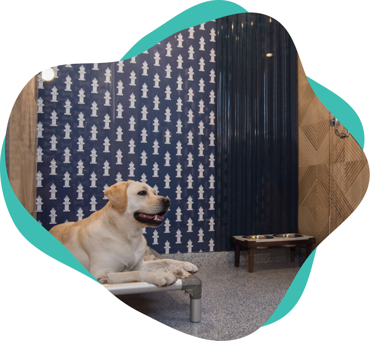 Happy Paws LLC